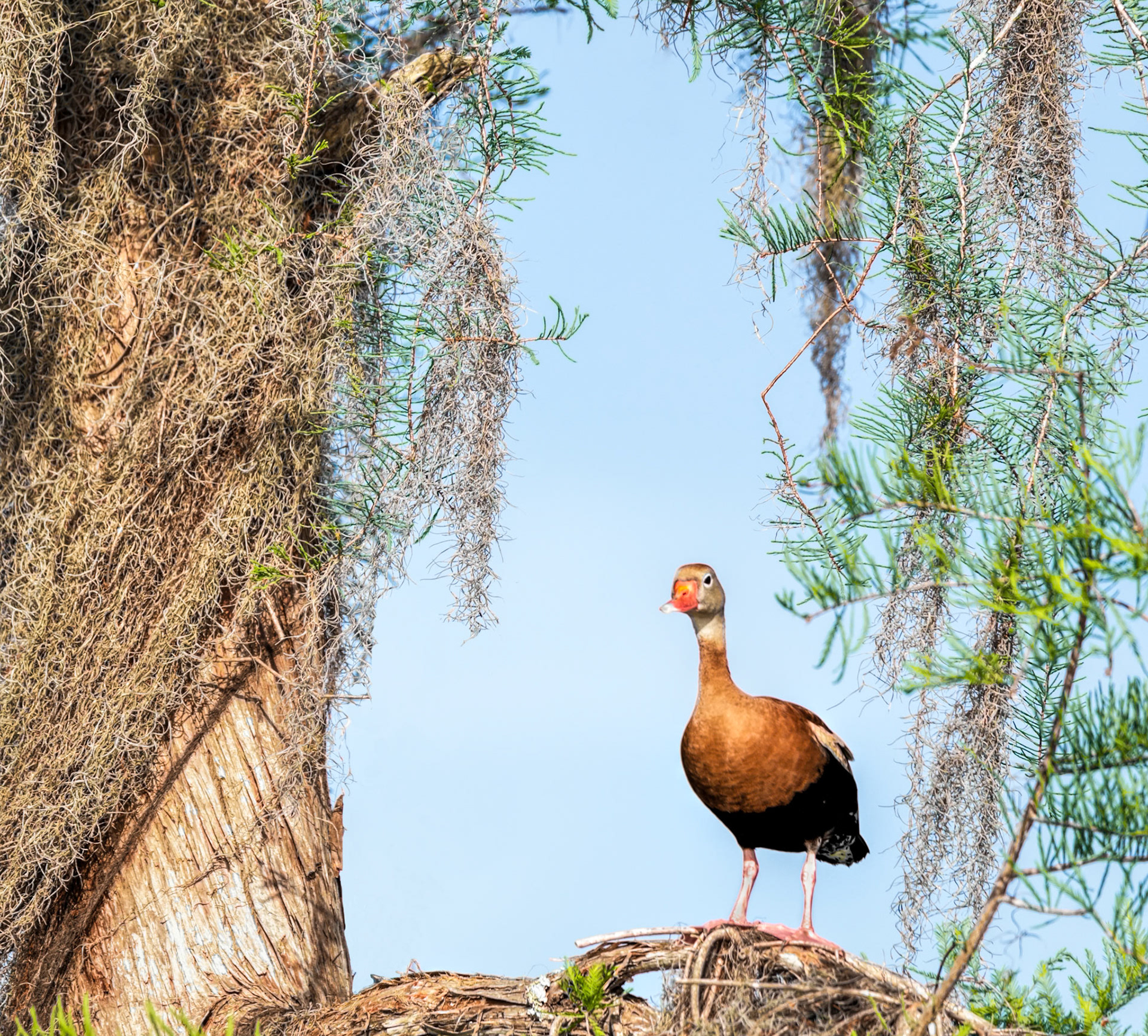 Black Bellied Whistling Duck