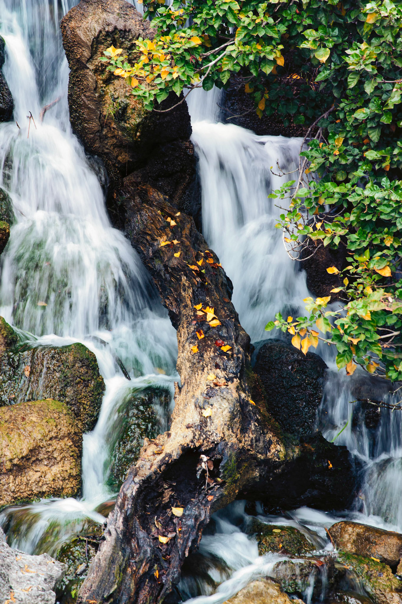 Waterfall and Log