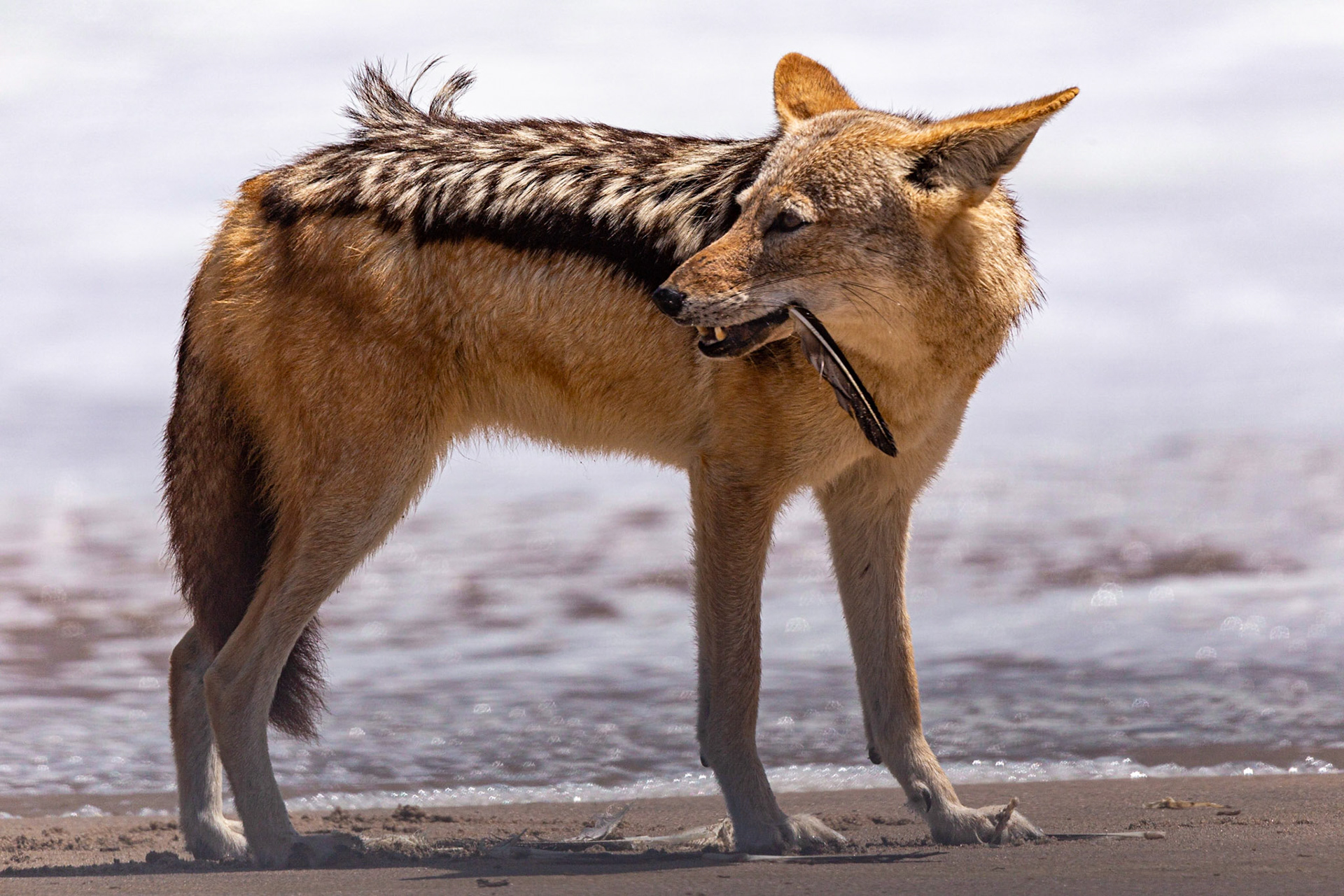 Feathers Tickle My Throat