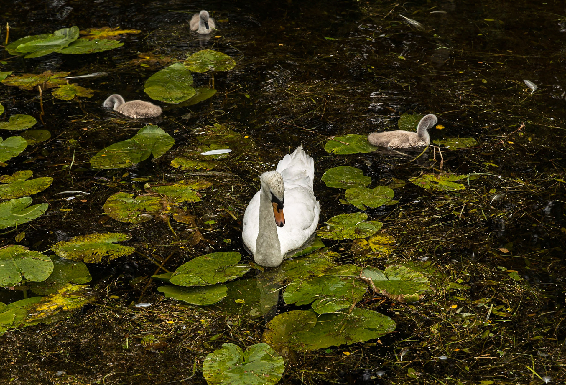 Four Swans A Swimming