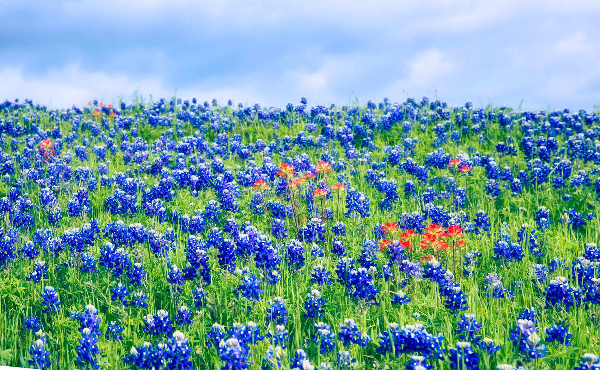 Bluebonnet Heaven