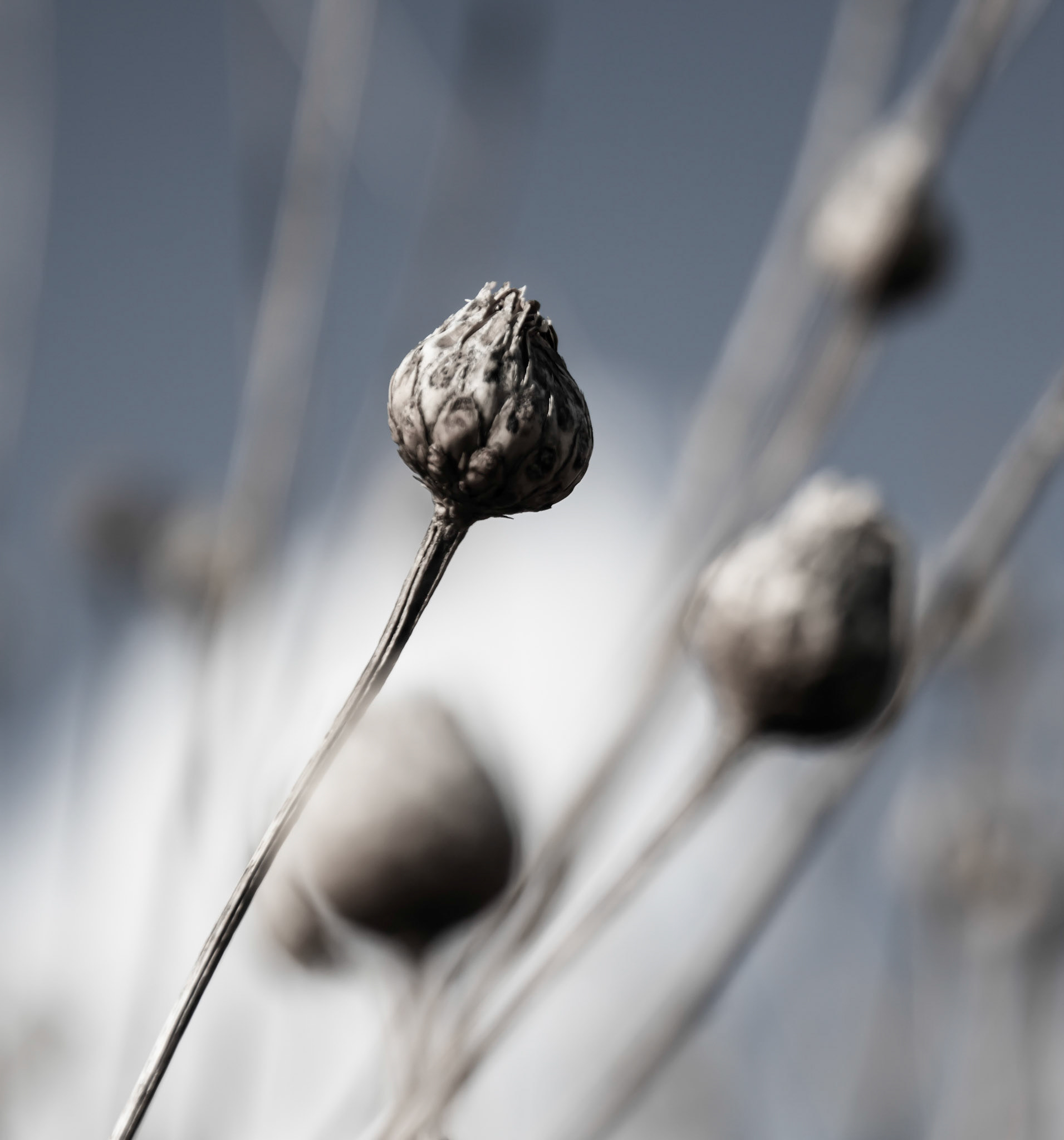 Seed Pod