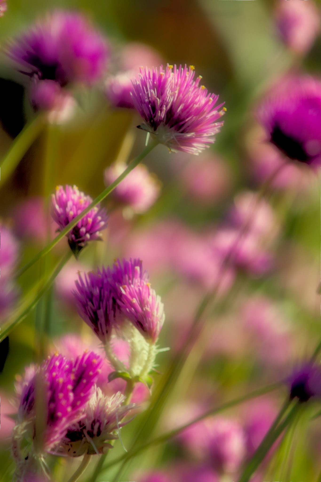 Magenta Flowers
