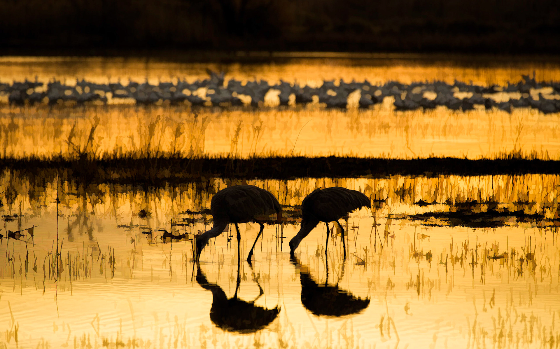 Bosque Birds Impression