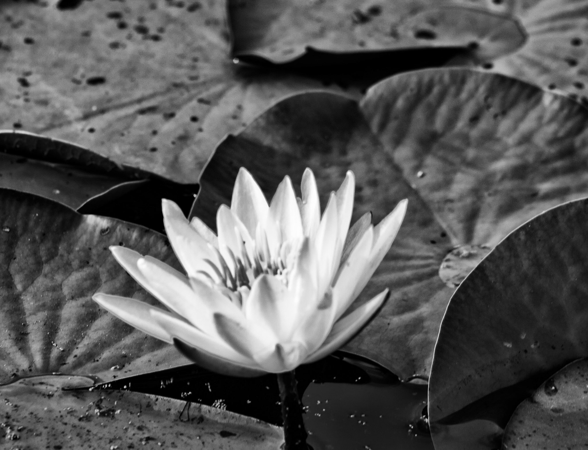 Lily Pad BW Solar