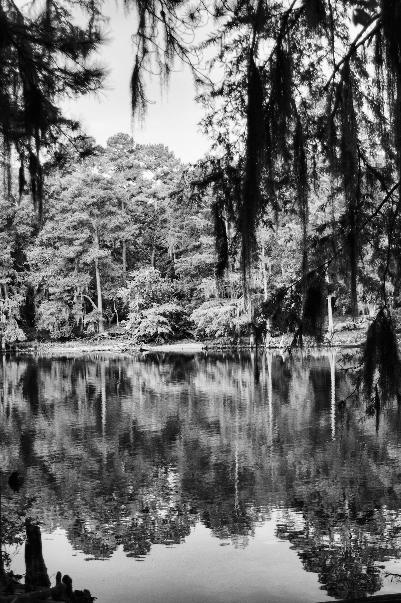 Caddo BW