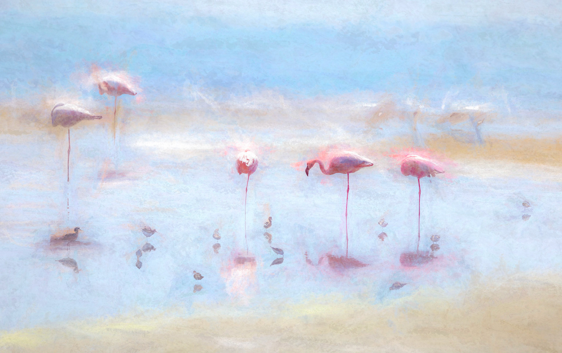 Flamingo Dream