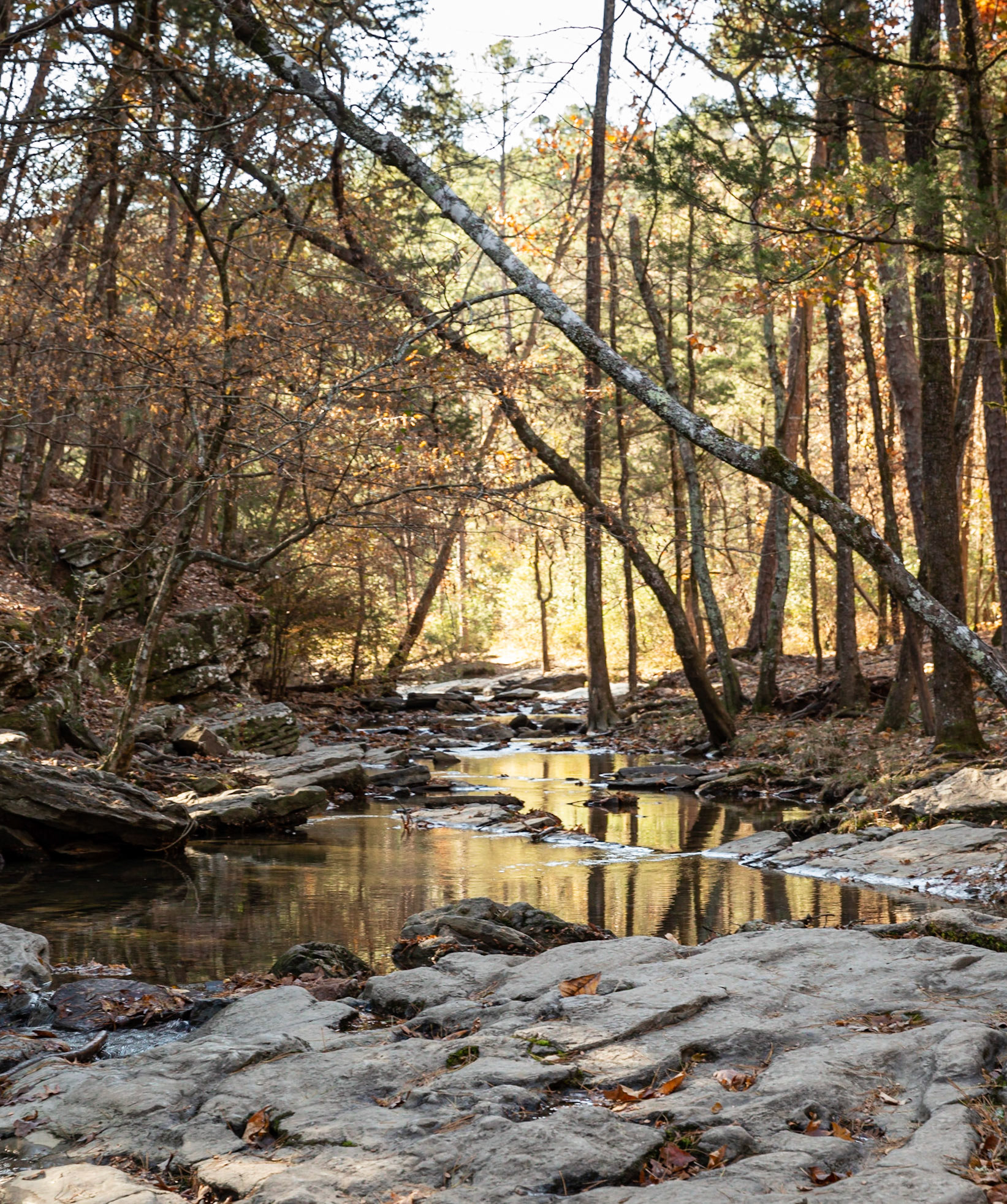 Woodland Reflection