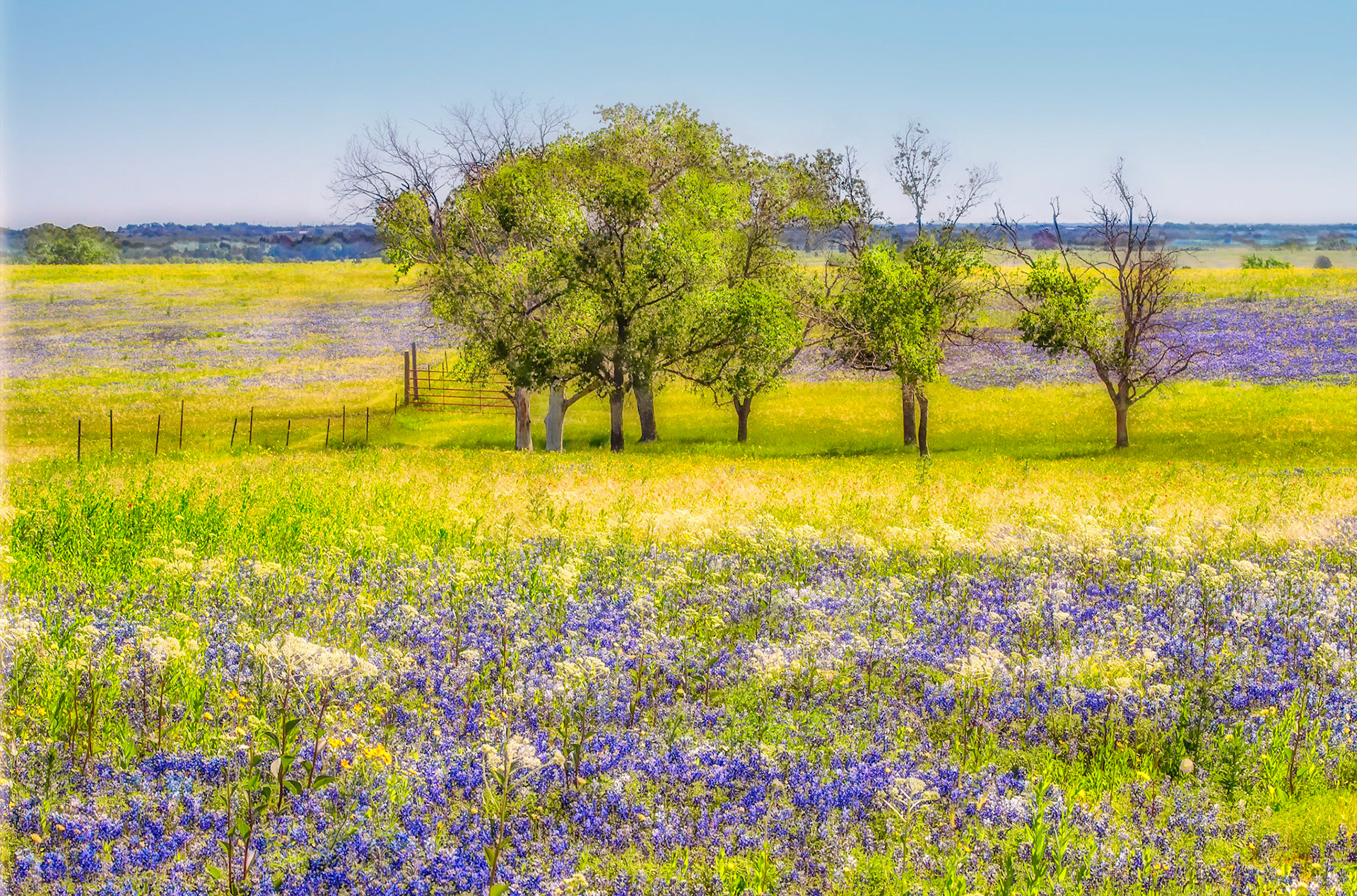 Bluebonnets w Tree Stand