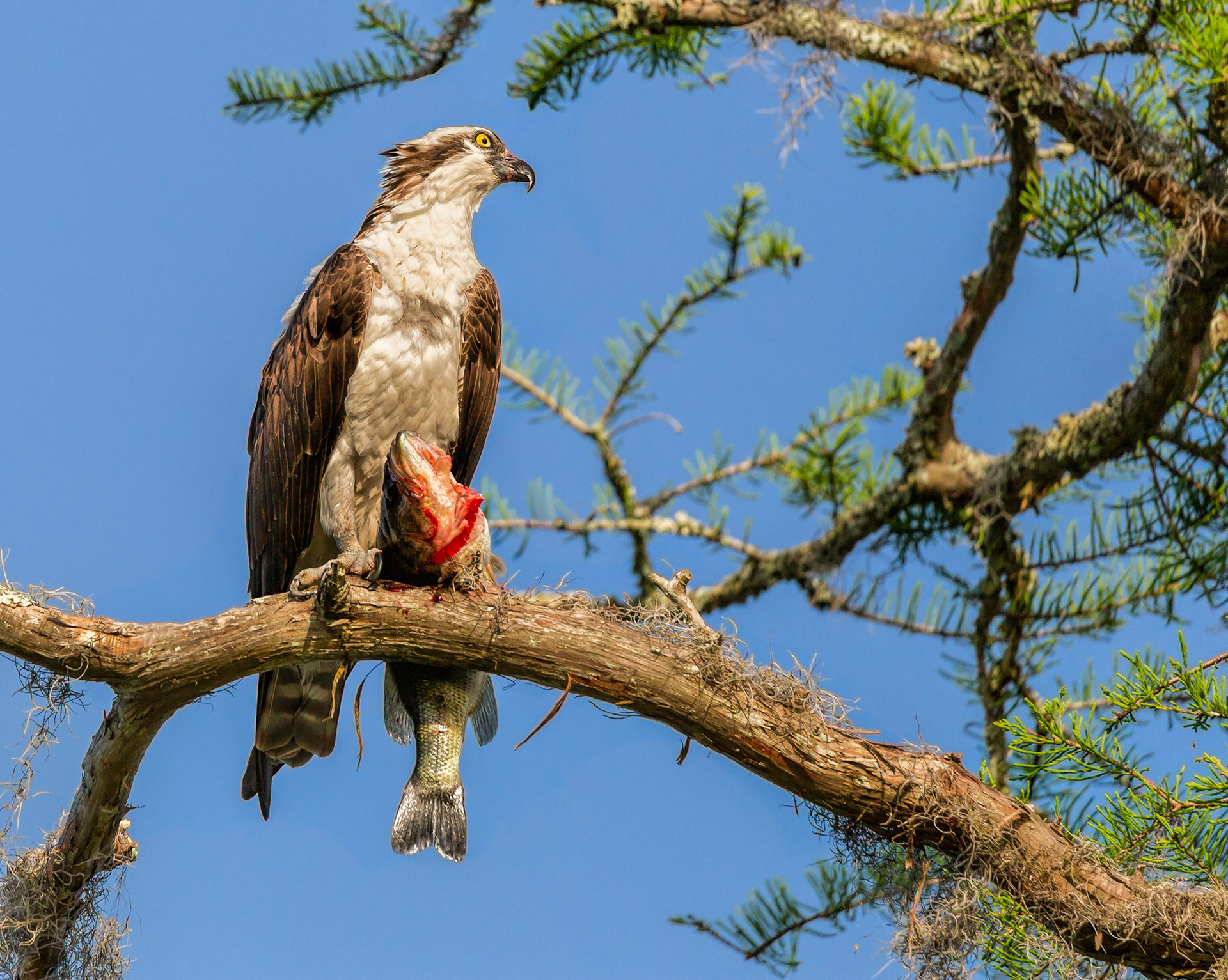 Fish for Lunch at Lake Martin