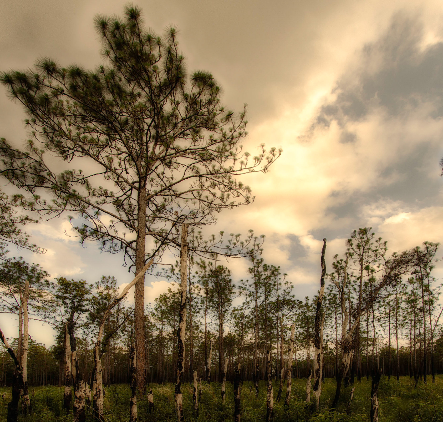 Florida Pines Stormy Sky