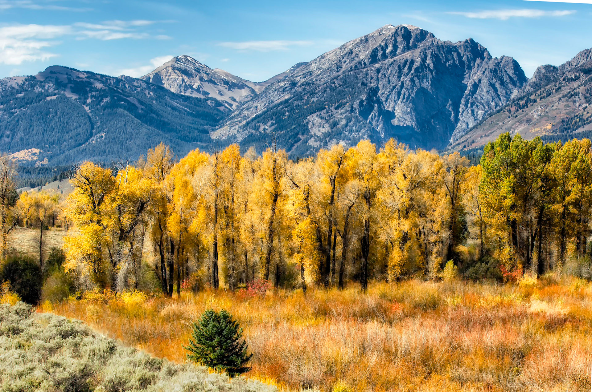 Aspen Beauty
