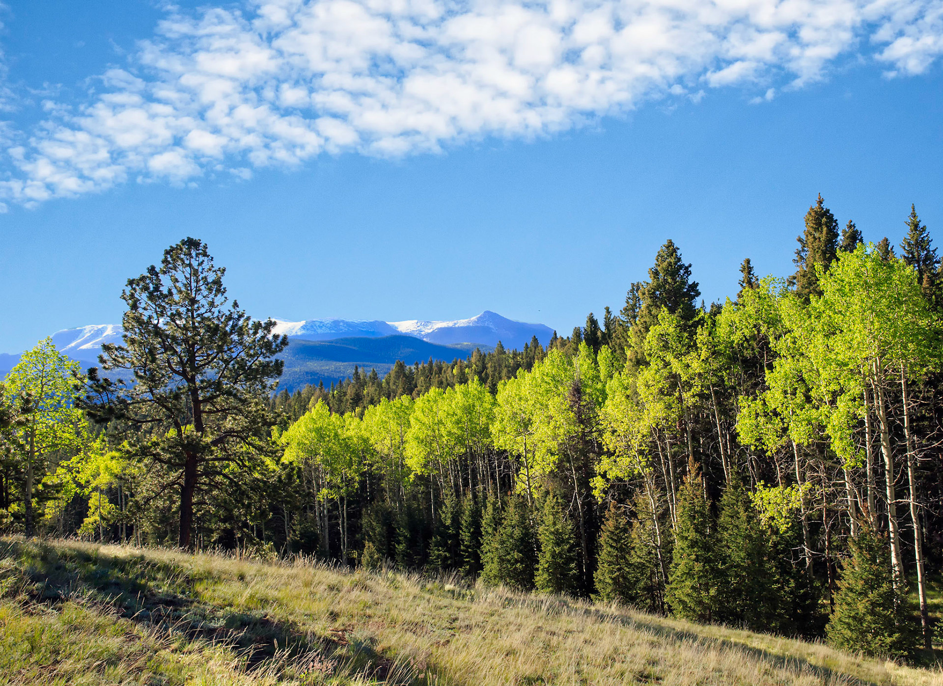 Standing Straight Trees in Colorado