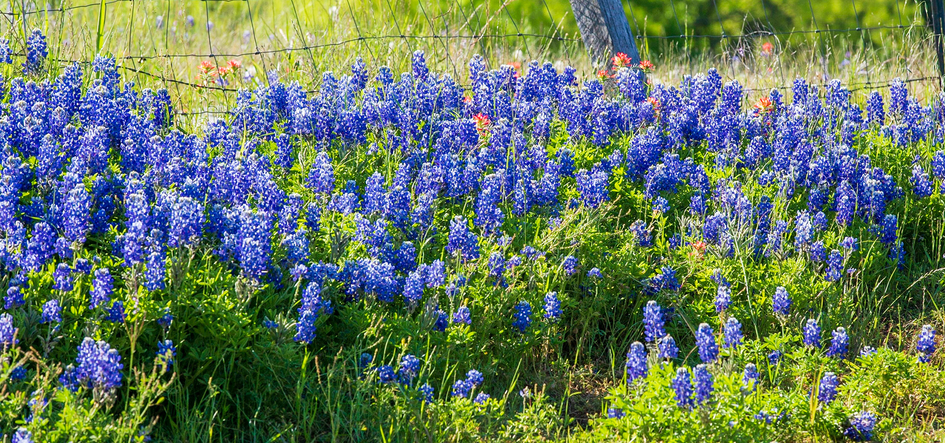 Bluebonnet Patch