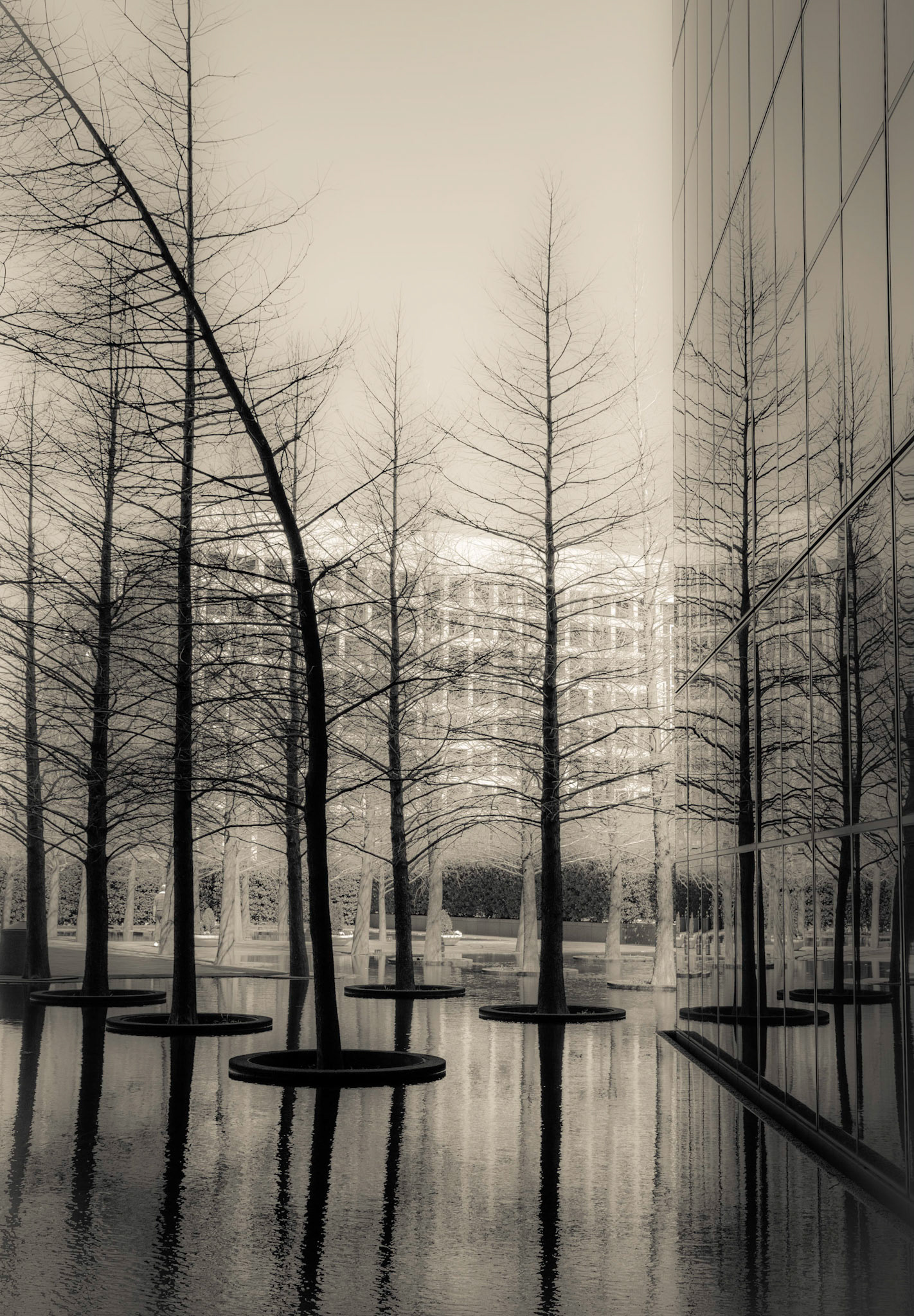 Dallas Trees Creamtone