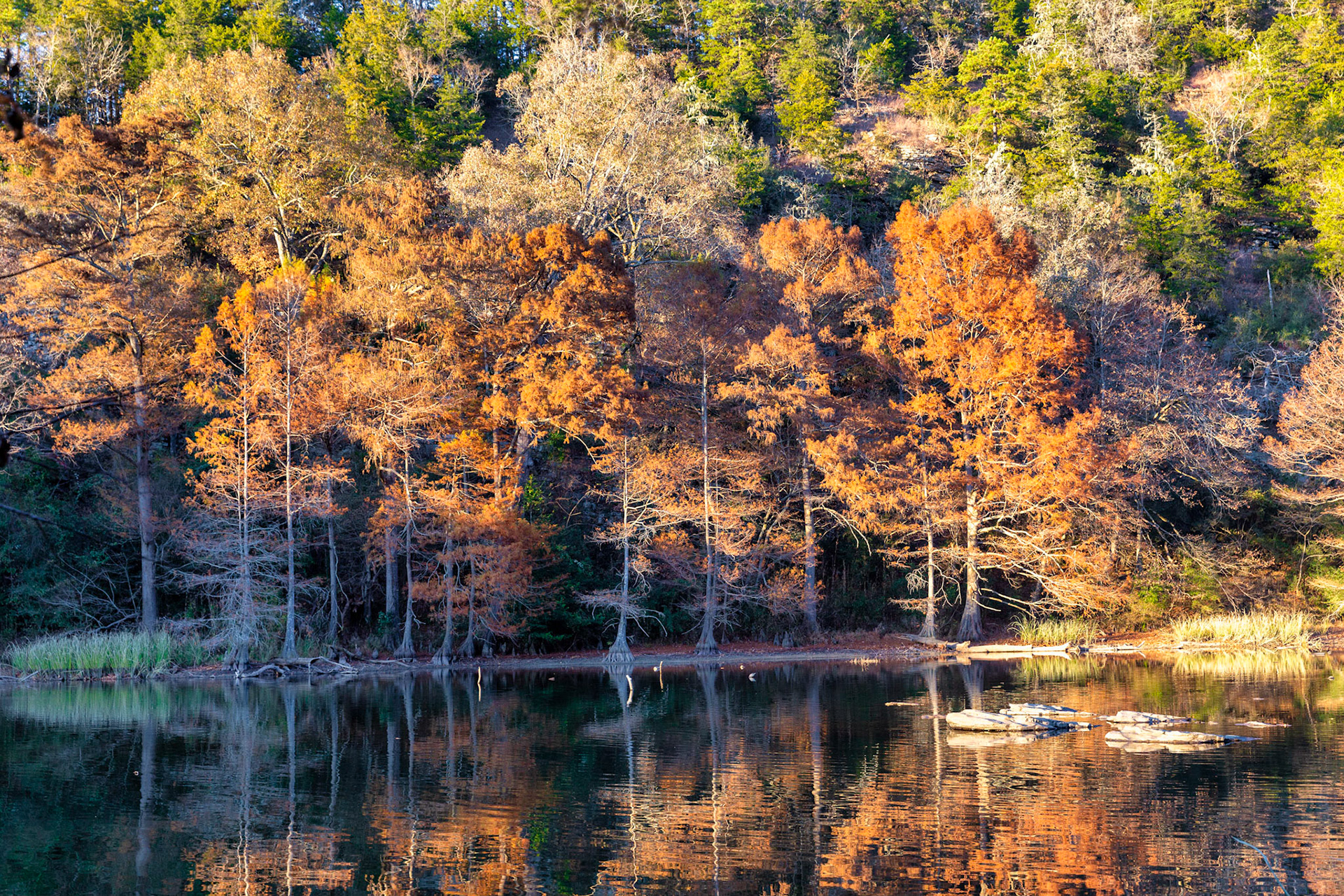 Autumn Beauty