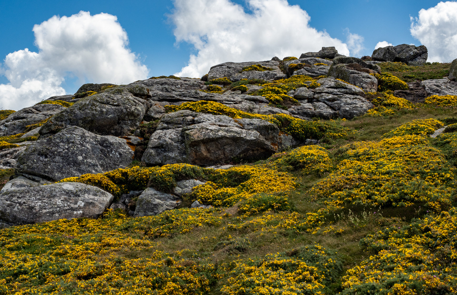 Spanish Wildflowers