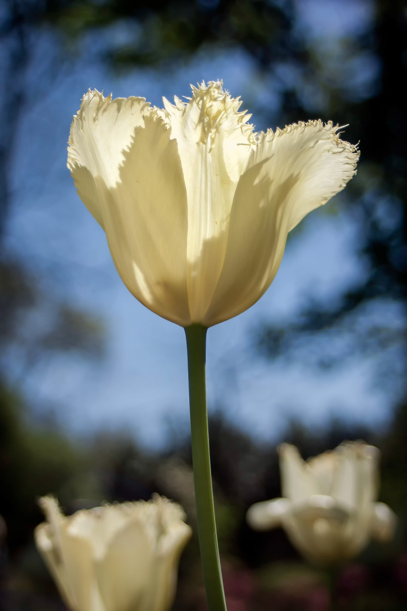 White Fringed Tulip