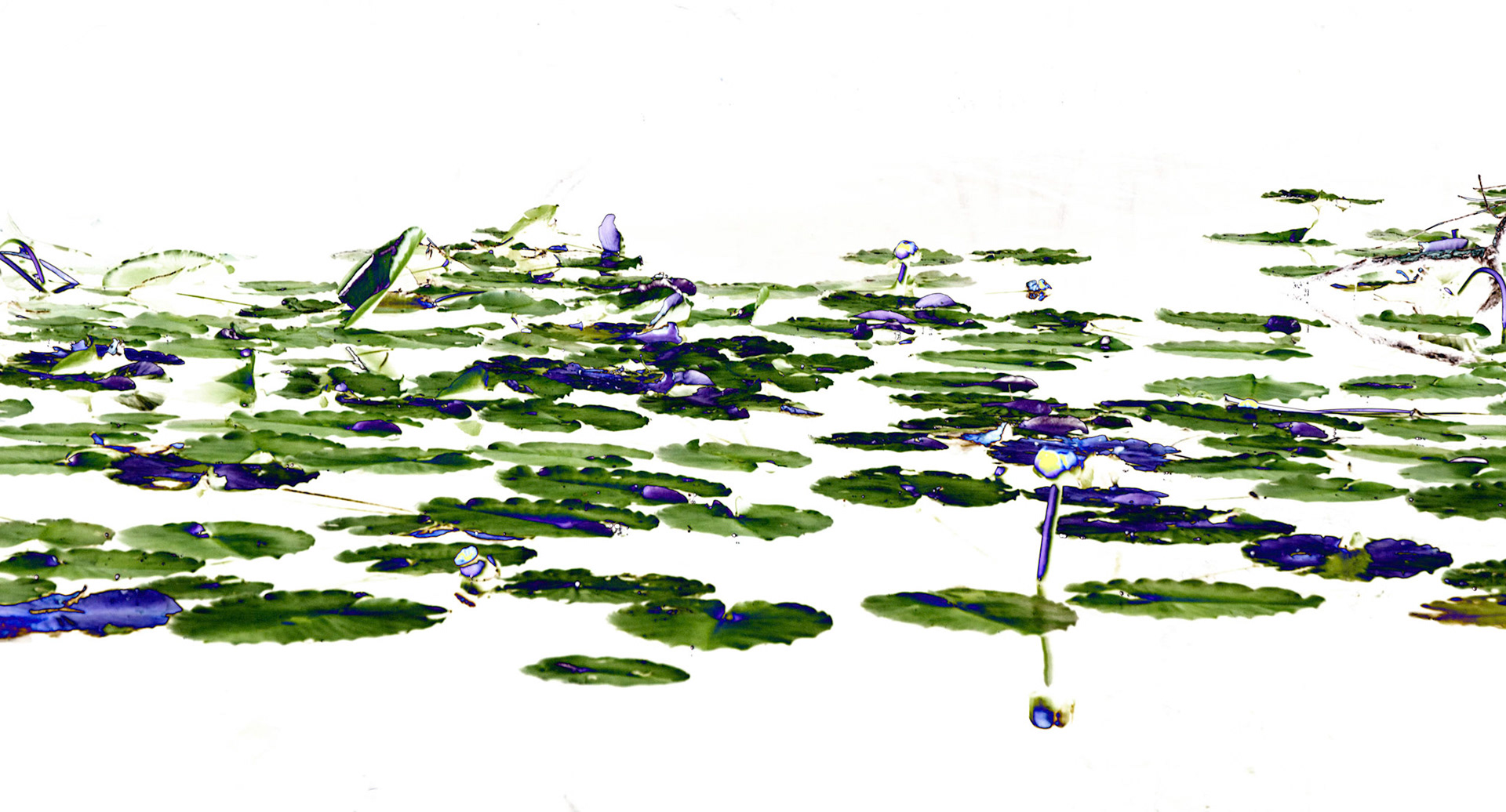 Lily Pads Solar