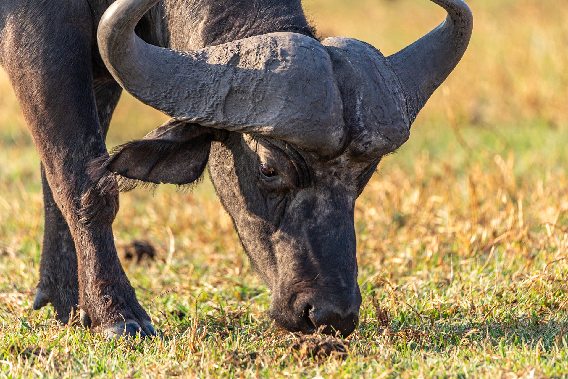Grazing In The Grass
