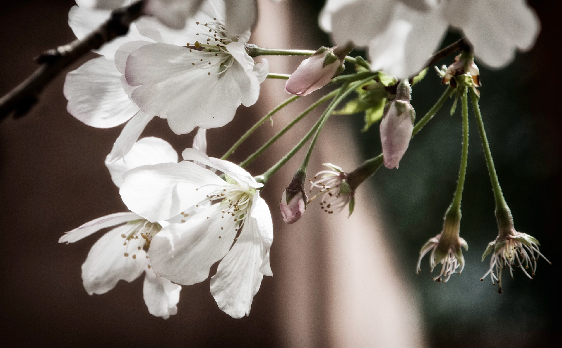 Cherry Blossom Close Up v2