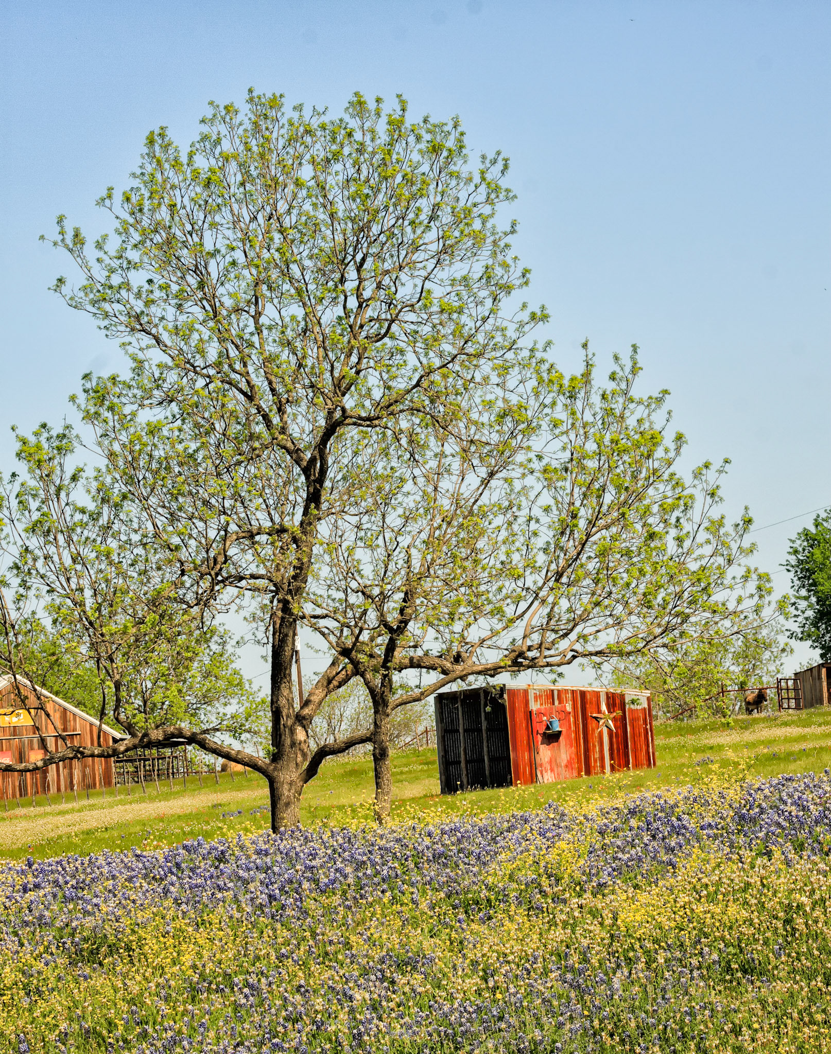 Bluebonnets Texas Style