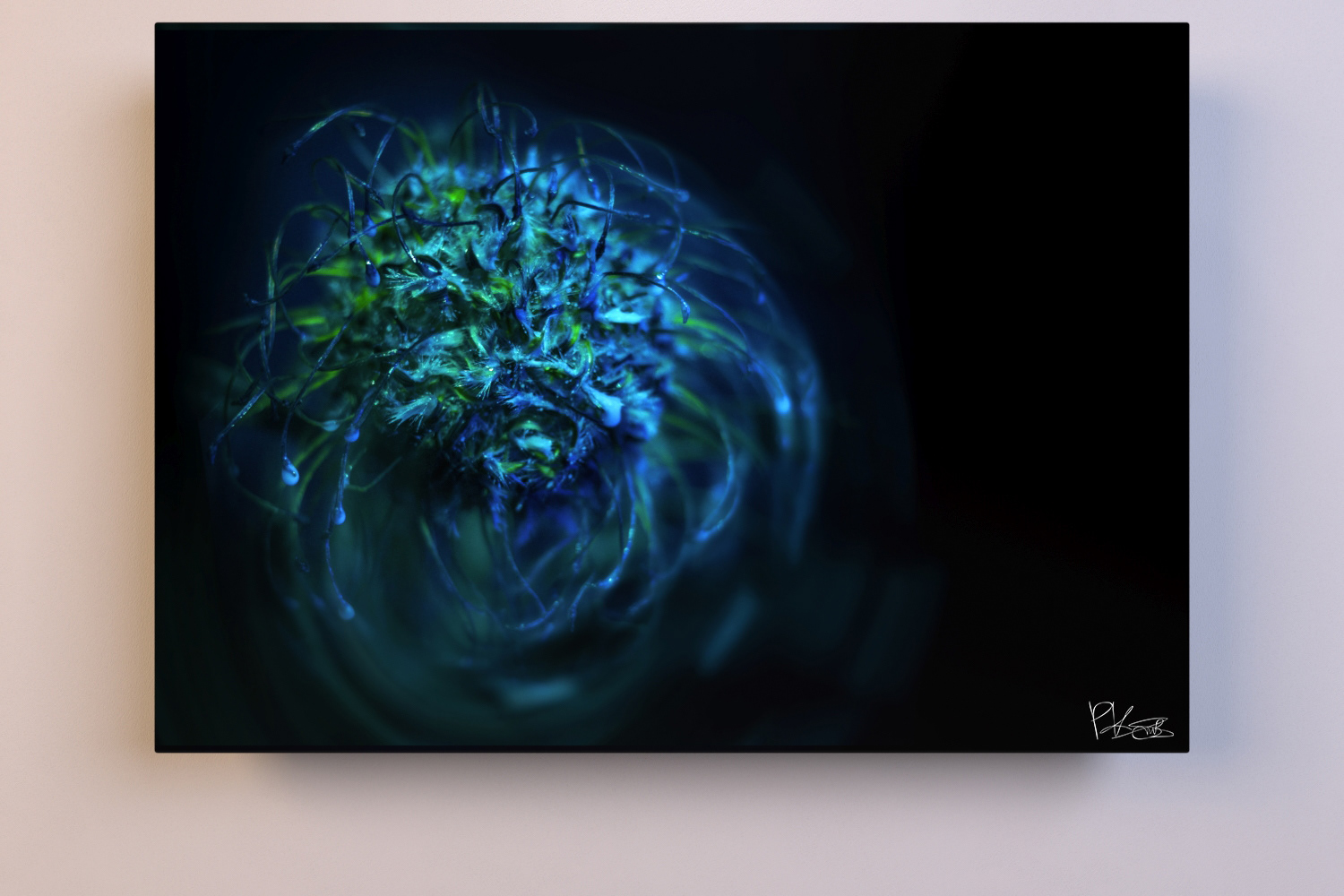 Medusa