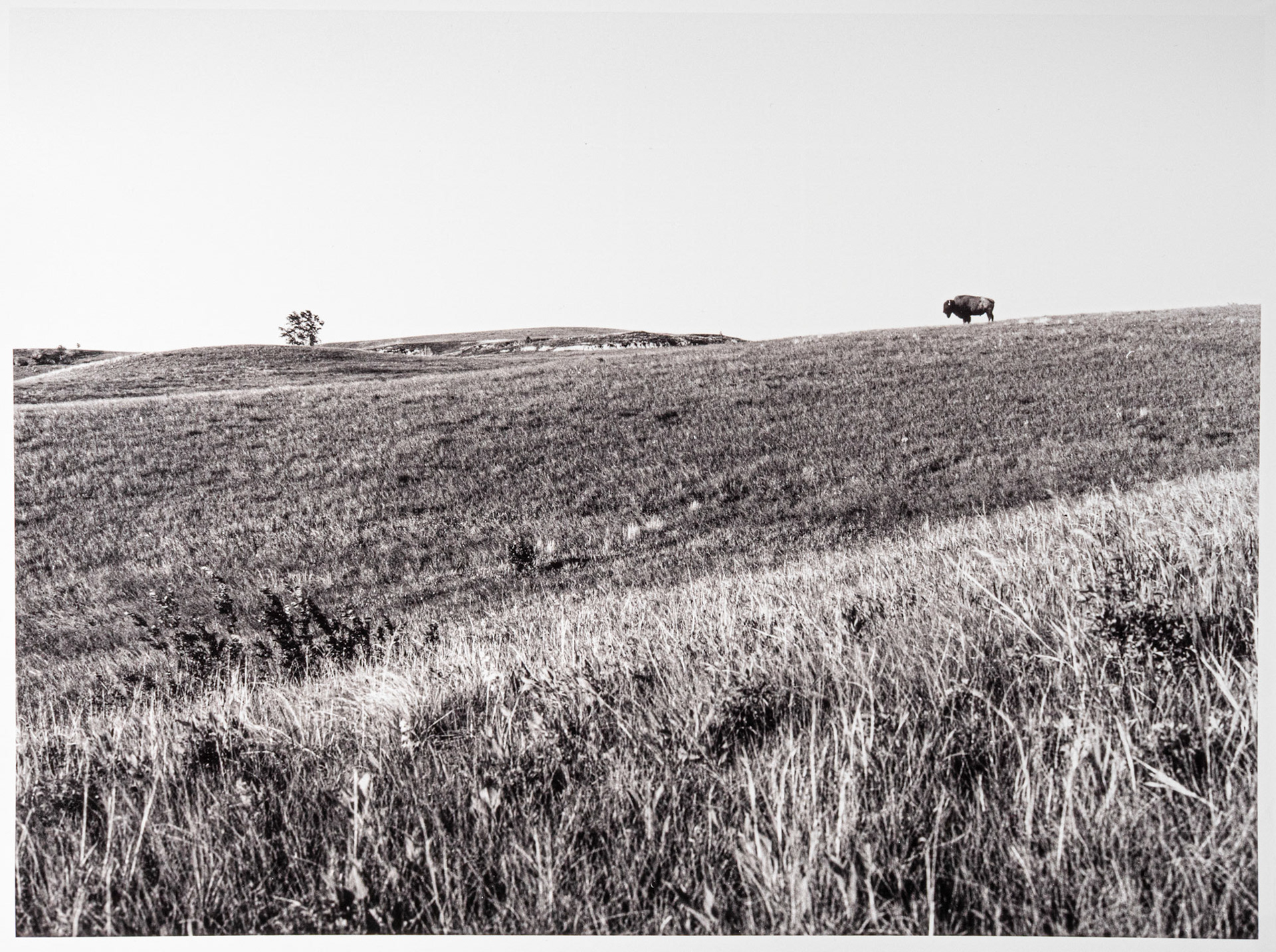 11x14 Selenium Toned Silver Gelatin, 2025