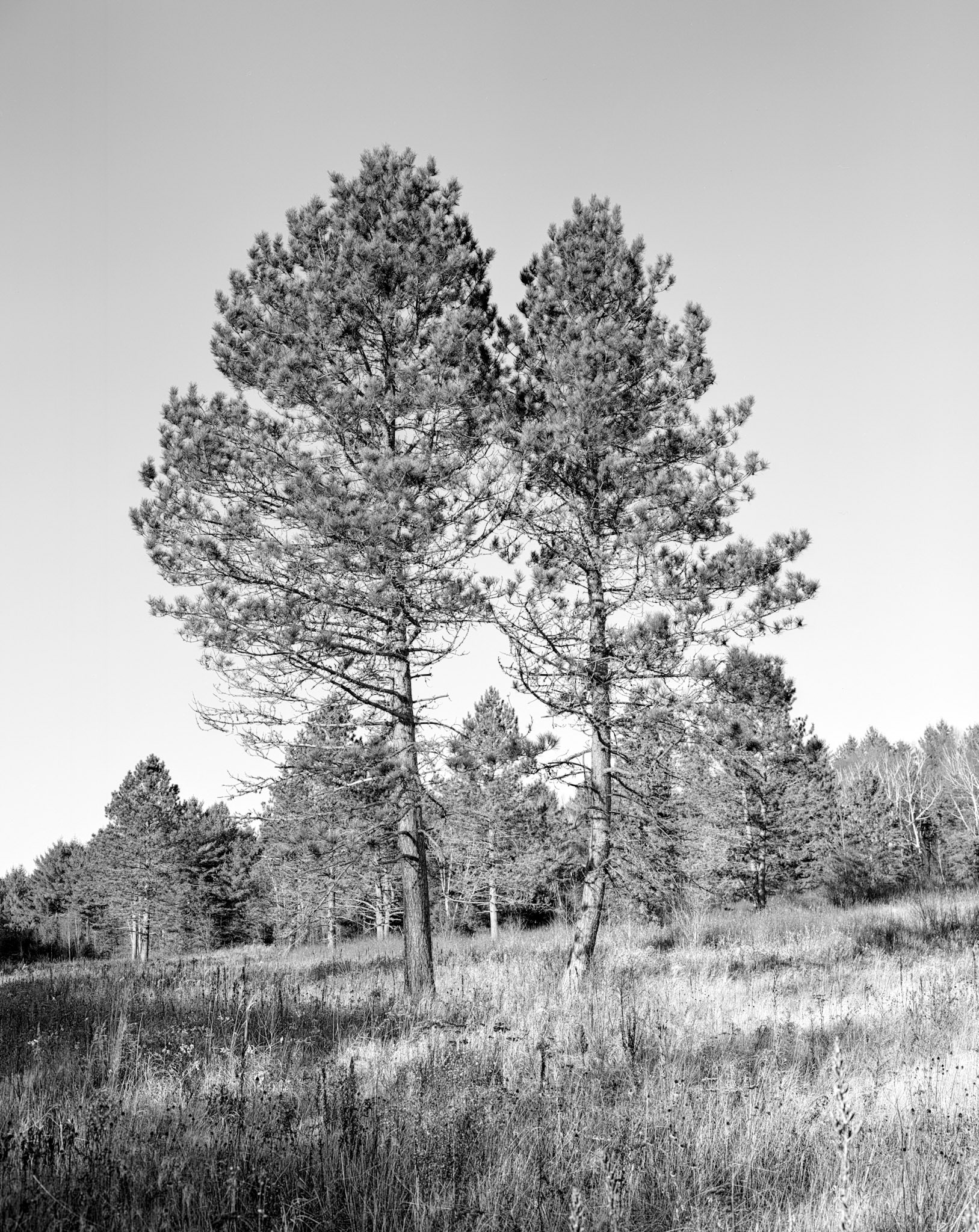 Sawbill Trail, Minnesota, 2025