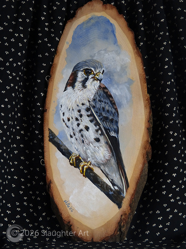  American Kestrel, About 6"x12" - $150