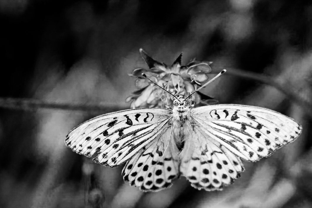 Silver-washed fritillary - 1/125 Sek. bei ƒ / 4,0 - ISO 100 - 105 mm