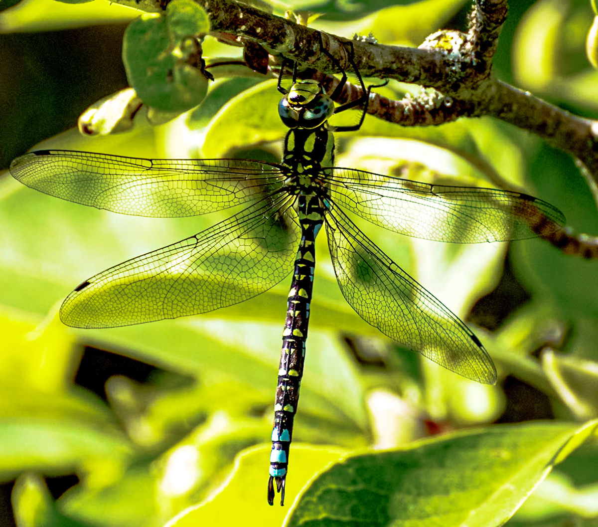 blue-green maidenhead - 1/500 Sek. bei ƒ / 7,1 - ISO 800 - 450 mm