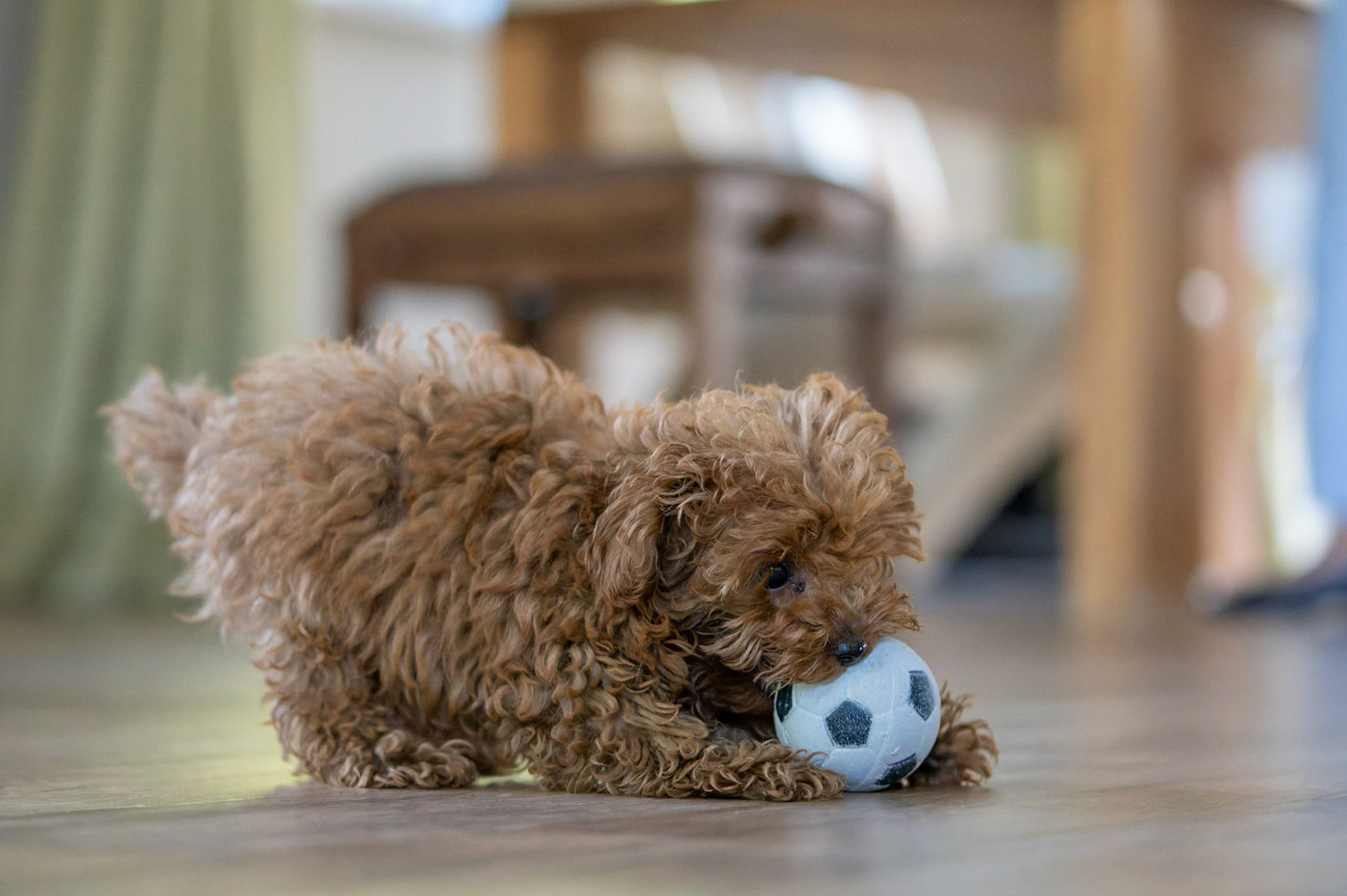 Coco 1/500 Sek. bei ƒ / 2,8; ISO 8000; 70 mm