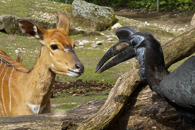 horn bill meets antilope - 1/200 Sek. bei ƒ / 7,1 - ISO 100 - 60 mm