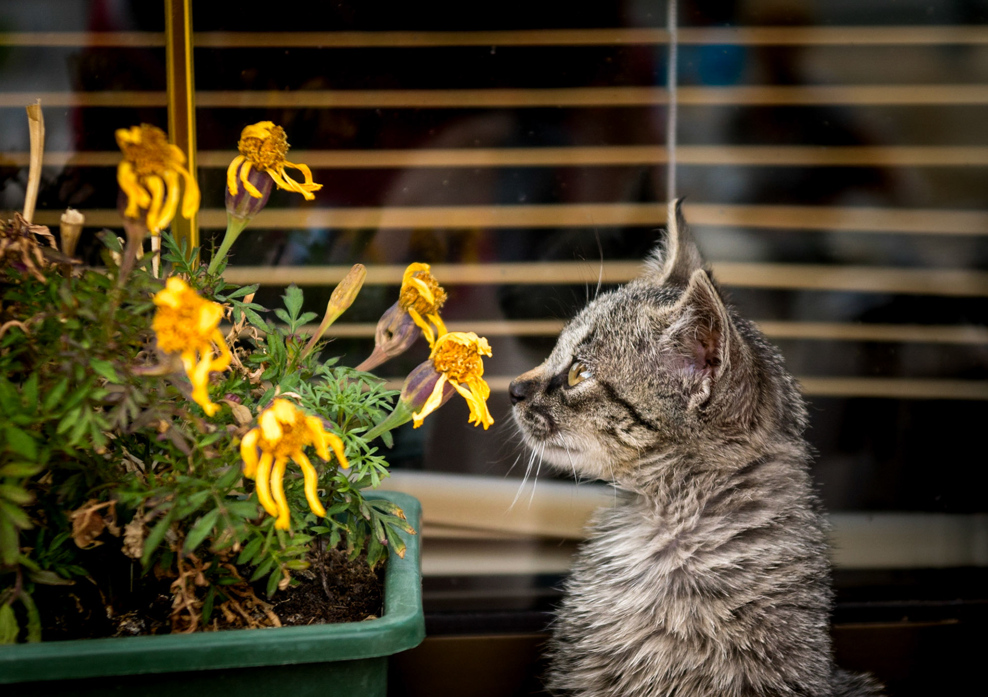someone must have forgotten to water the flowers - 1/160 Sek. bei ƒ / 4,5 - ISO 320 - 75 mm