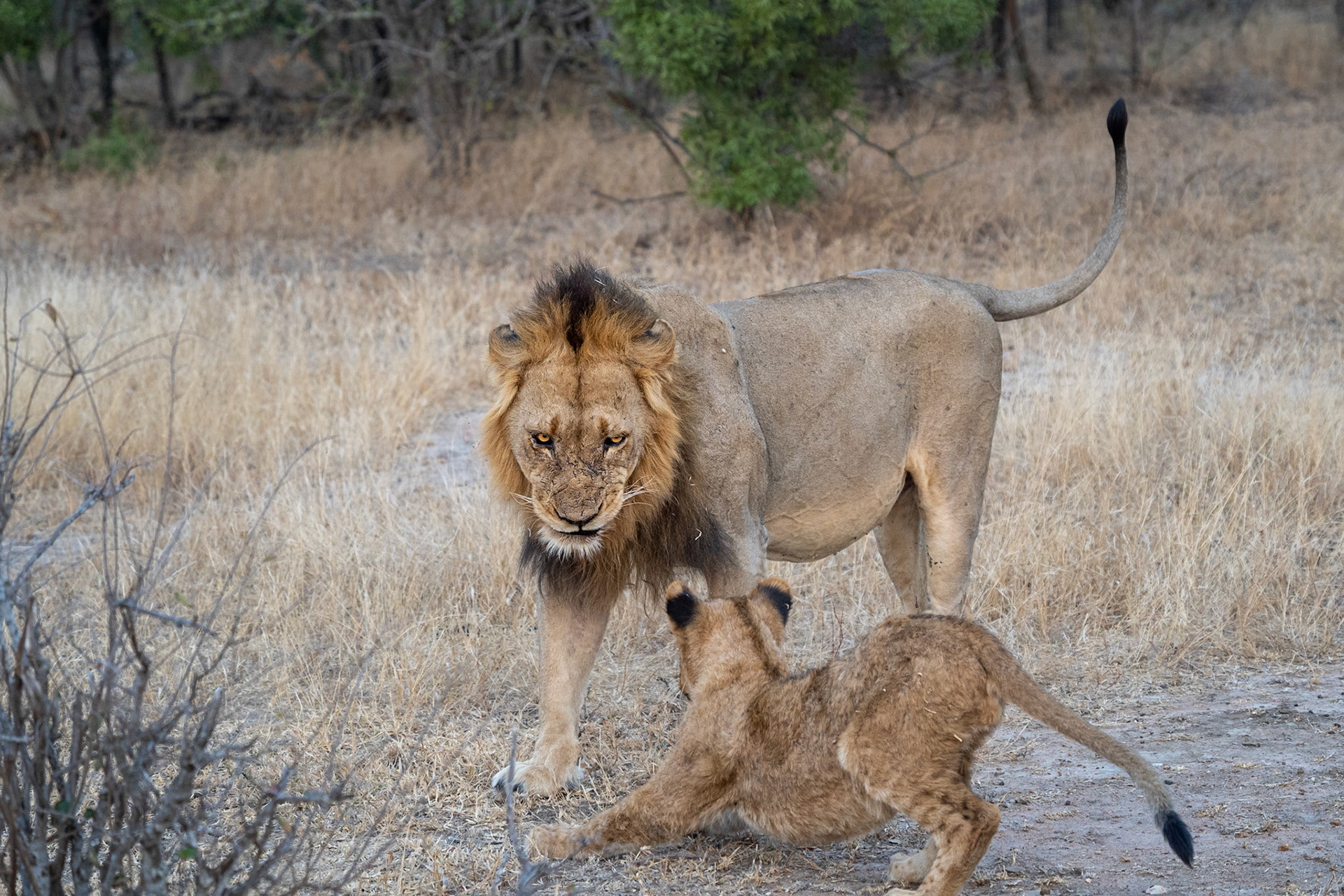 I am still the king! - 1/500 Sek. bei ƒ / 5,6 - ISO 2500 - 130 mm