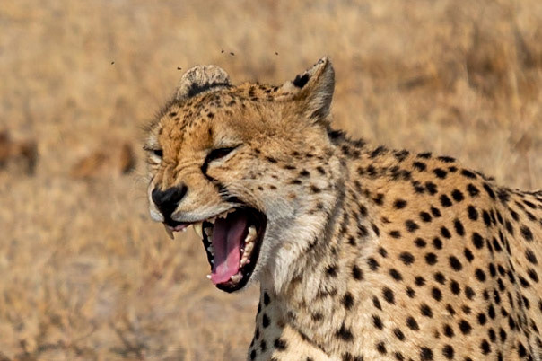 a cheetah smiles for the photographer - 1/1500 Sek. bei ƒ / 5,6 - ISO 125 - 247 mm