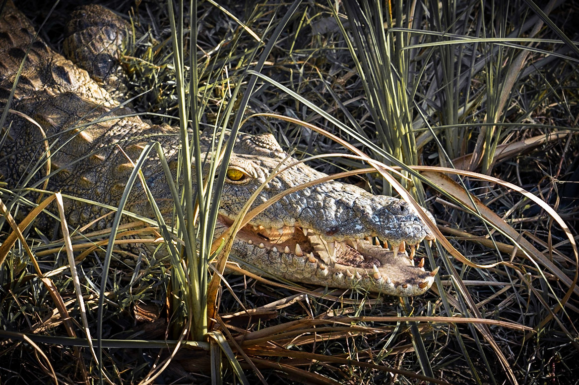 I am hungry! - 1/125 Sek. bei ƒ / 5,0 - ISO 100 - 105 mm