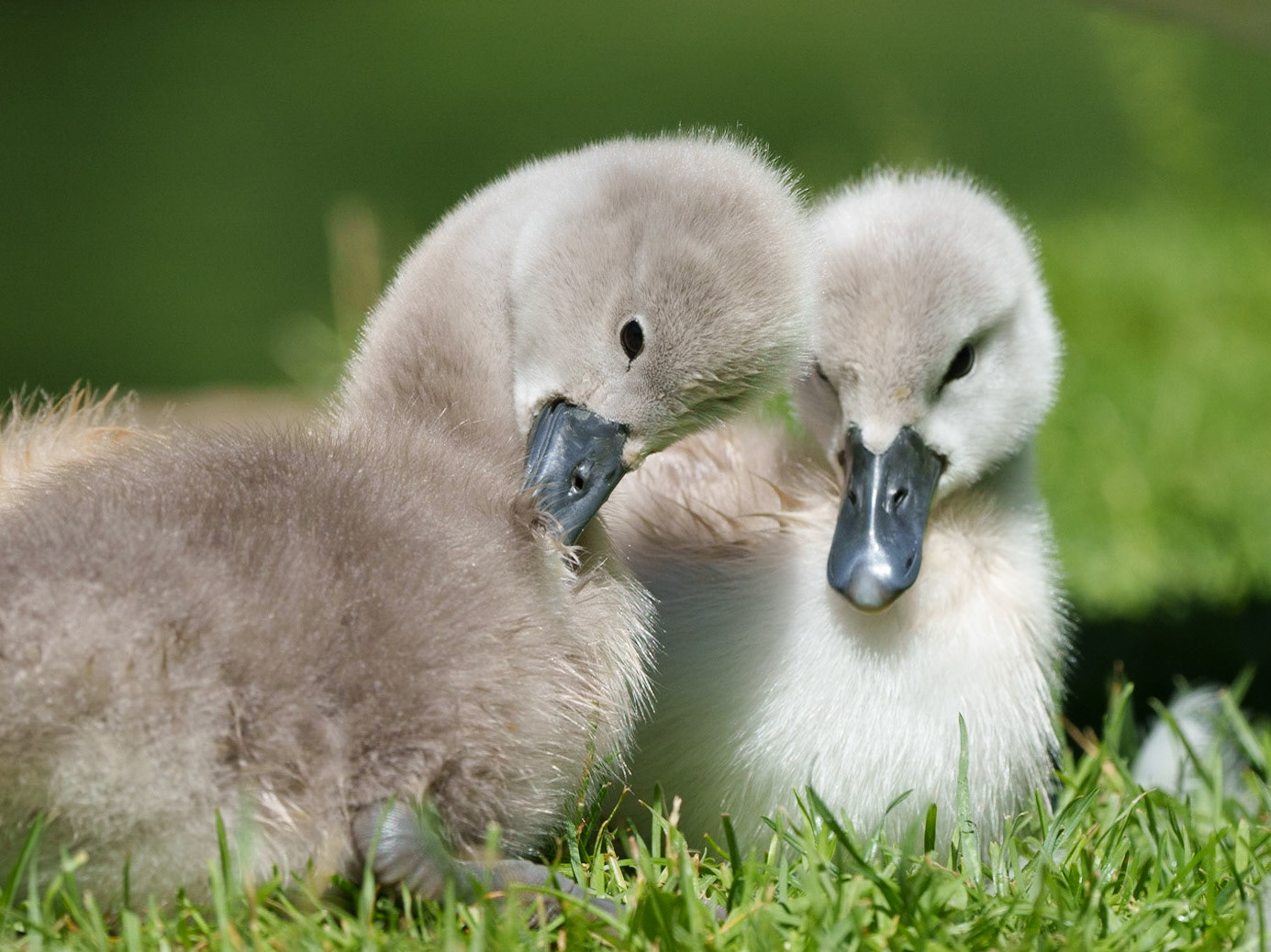 young swans 1/1500 Sek. bei ƒ / 9,5; ISO 800; 404 mm
