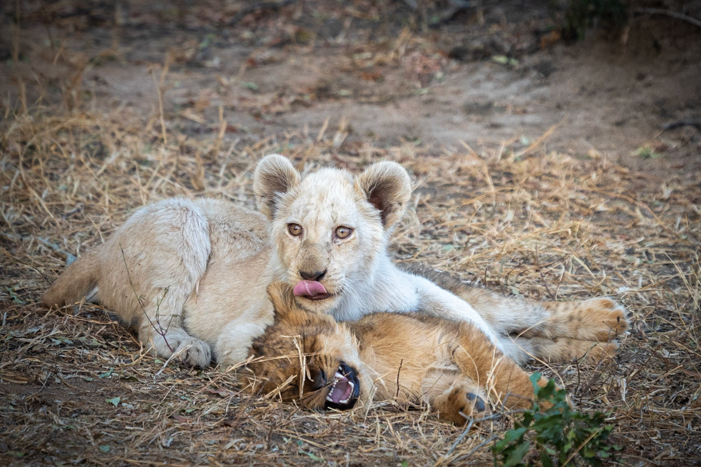 white and brown lion kids