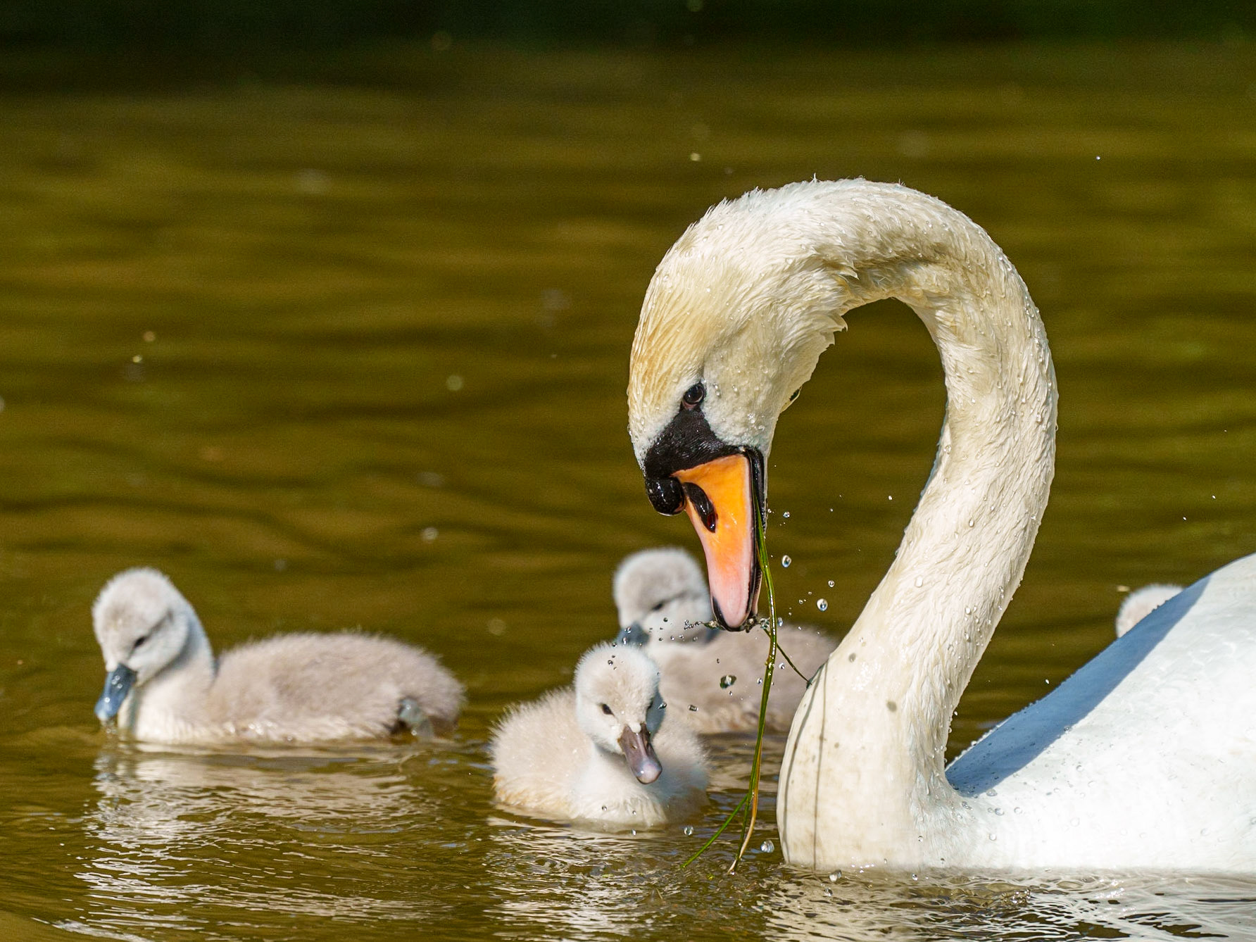 young swans 1/1500 Sek. bei ƒ / 8,0; ISO 1250; 300 mm