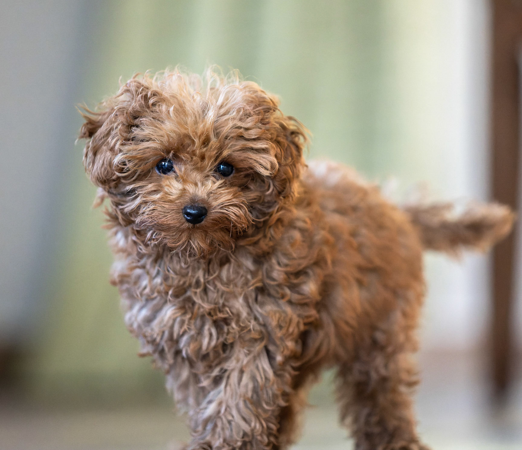 Coco 1/350 Sek. bei ƒ / 2,8; ISO 10000; 189 mm