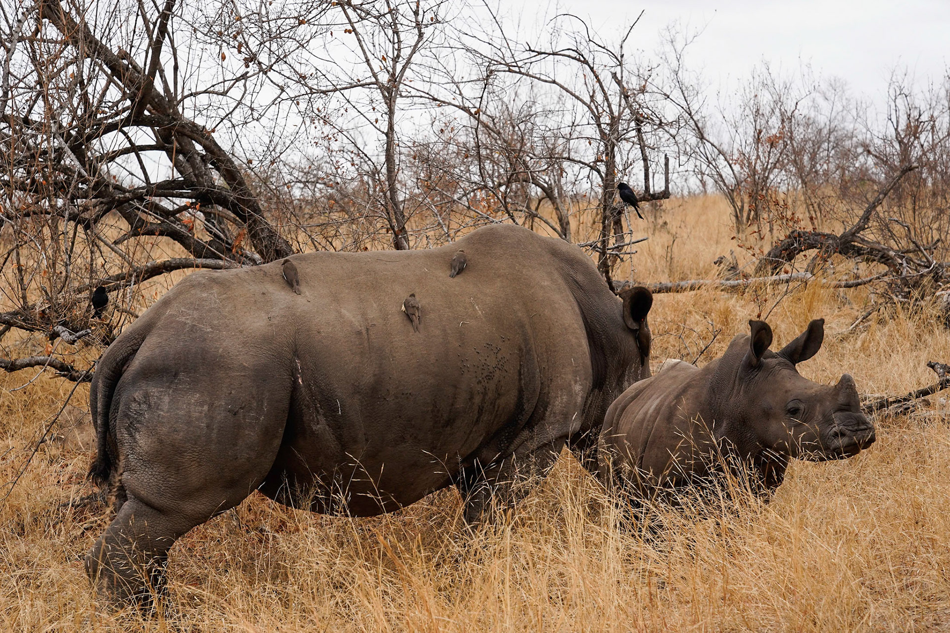 blind passangers - 1/250 Sek. bei ƒ / 10 - ISO 800 - 82 mm