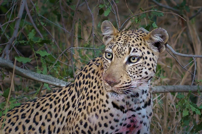 youn leopard having a meal - 1/60 Sek. bei ƒ / 4,0 - ISO 1600 - 105 mm