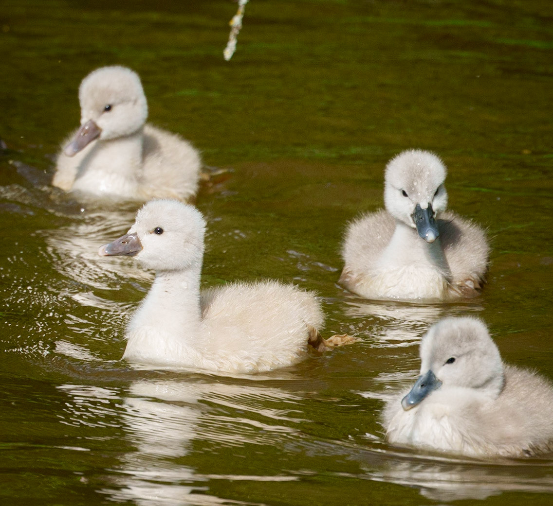 young swans 1/1500 Sek. bei ƒ / 8,0; ISO 640; 300 mm