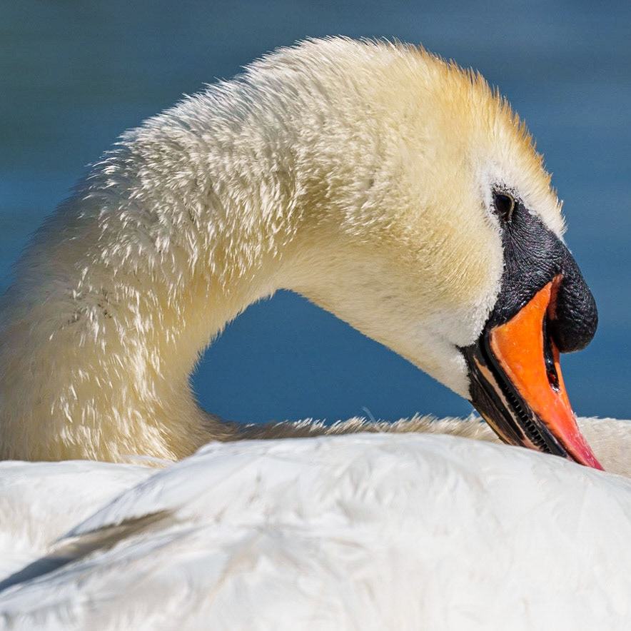 swan feeding 1/1250 Sek. bei ƒ / 7,1; ISO 200; 300 mm