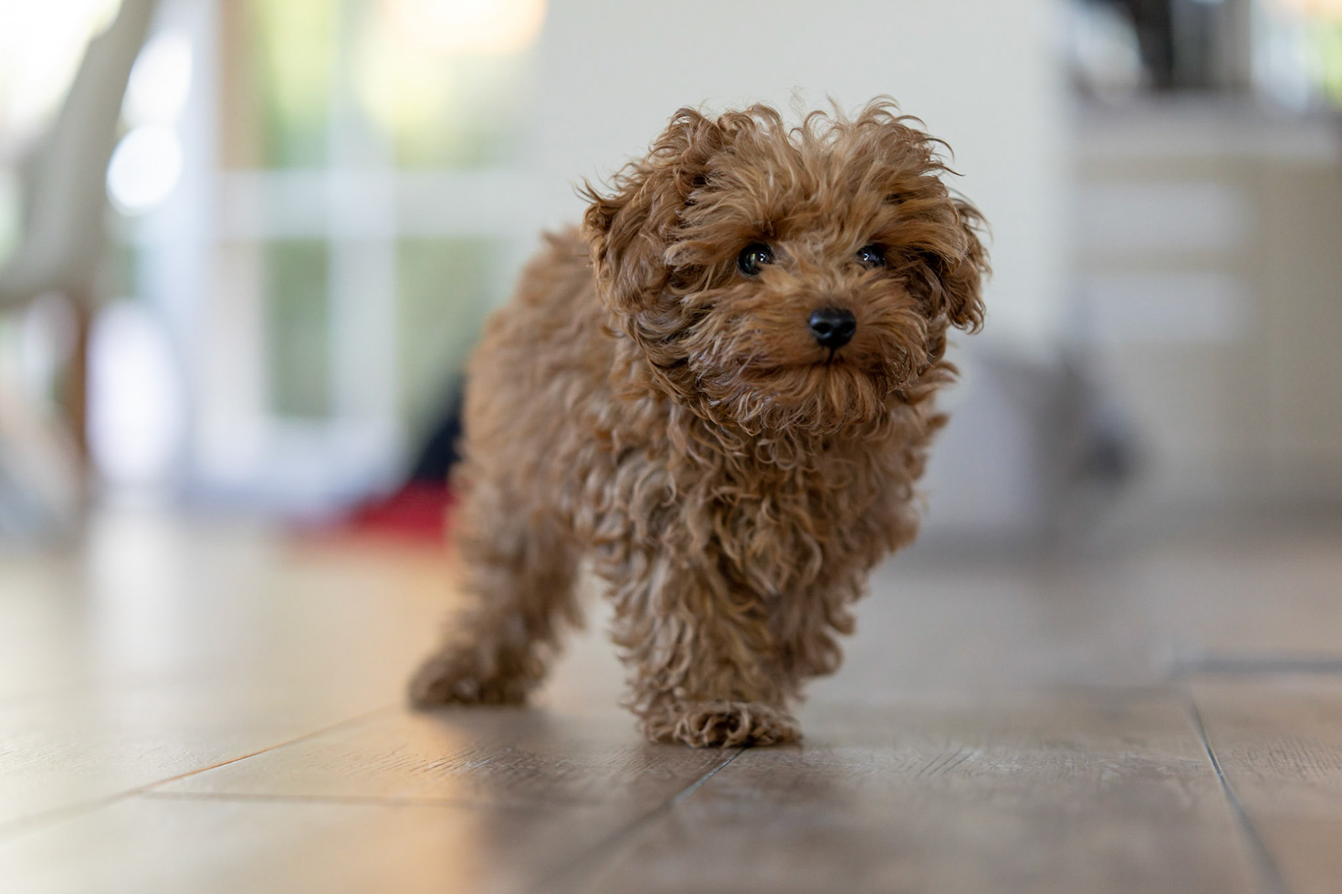 Coco 1/350 Sek. bei ƒ / 2,8; ISO 4000; 70 mm