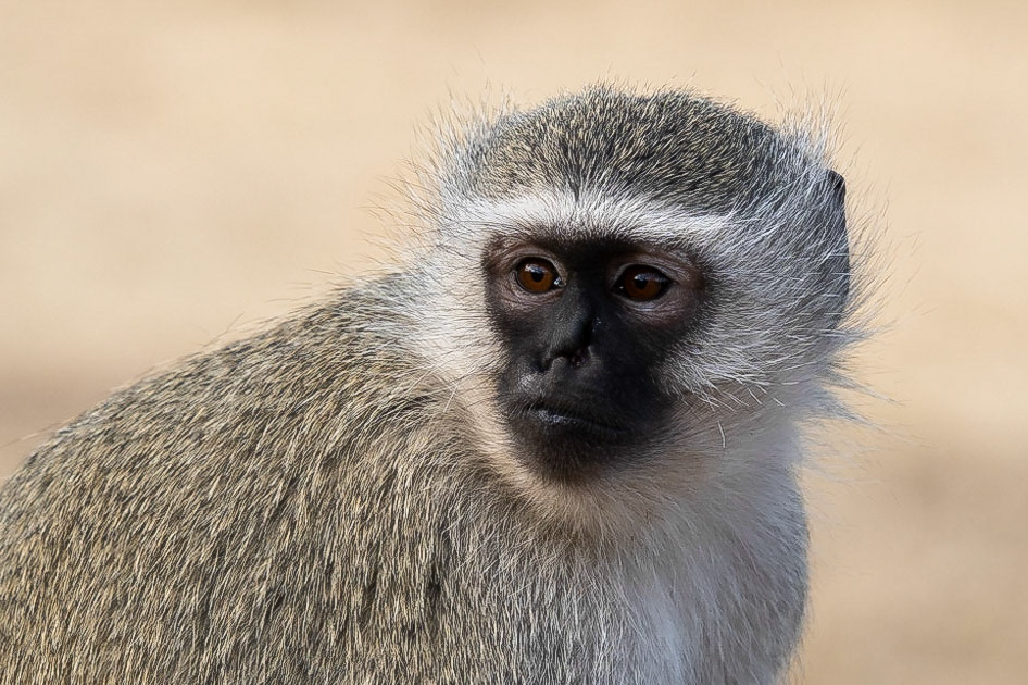 Grivet Monkey - 1/160 Sek. bei ƒ / 5,6 - ISO 100 - 157 mm
