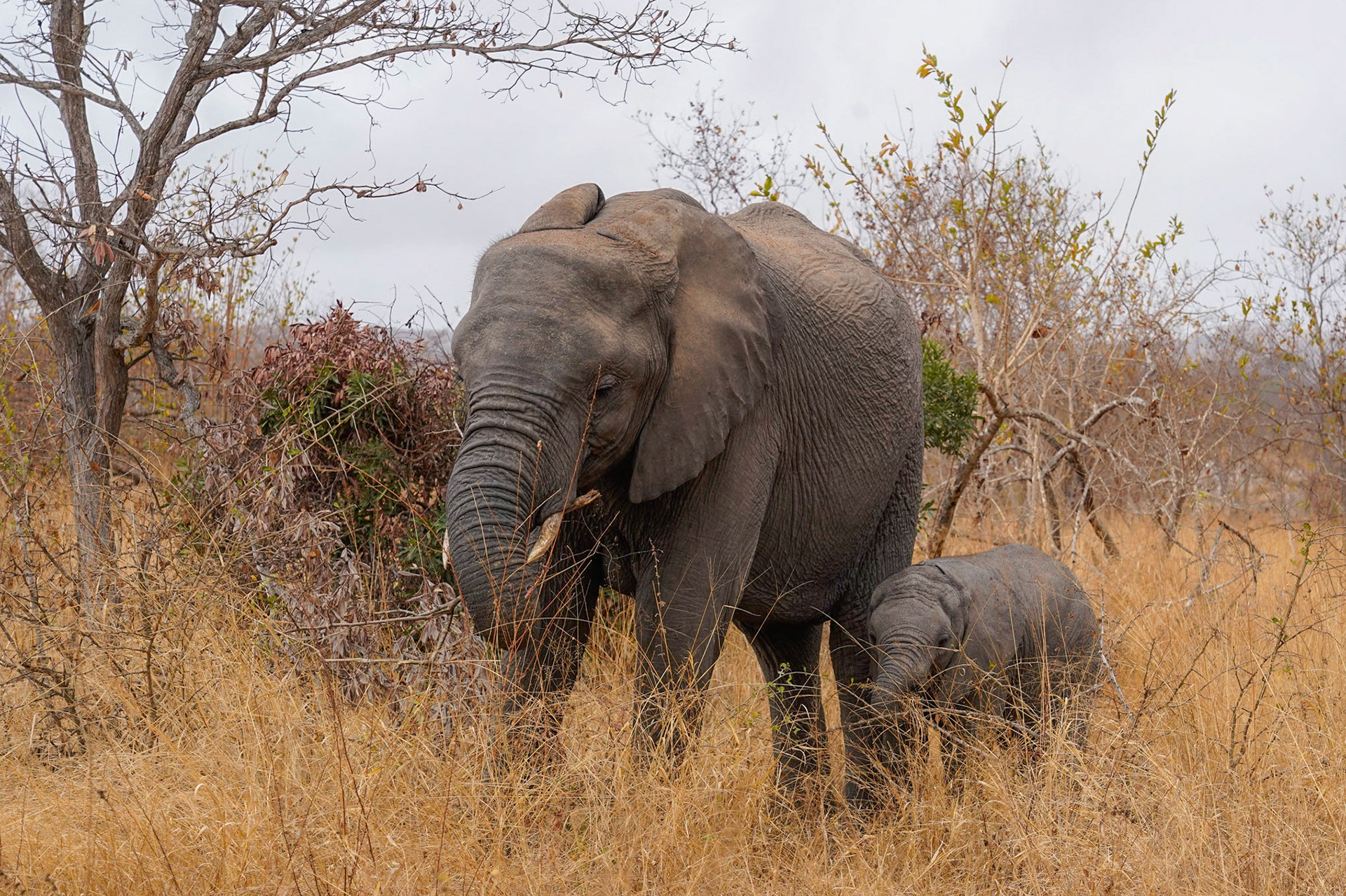 Elephant baby - 1/100 Sek. bei ƒ / 10 - ISO 250 - 95 mm