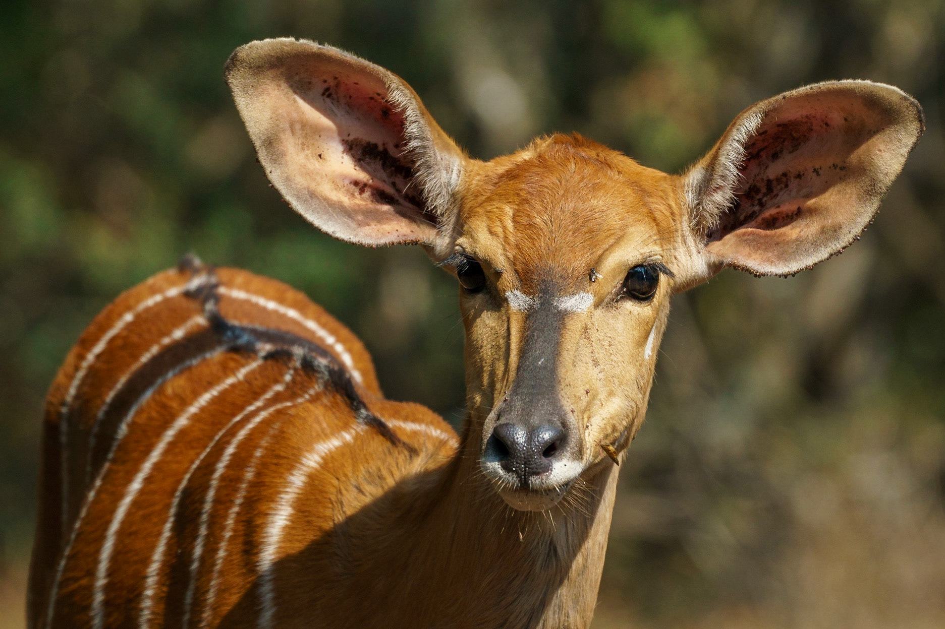 Nyala - 1/1500 Sek. bei ƒ / 6,7 - ISO 500 - 444 mm